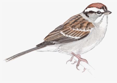 Sparrow Png Free Image Download - John Muir Laws Artist, Transparent Png, Transparent PNG
