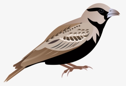 Sparrow Png - Sparrow Png Clipart, Transparent Png, Transparent PNG