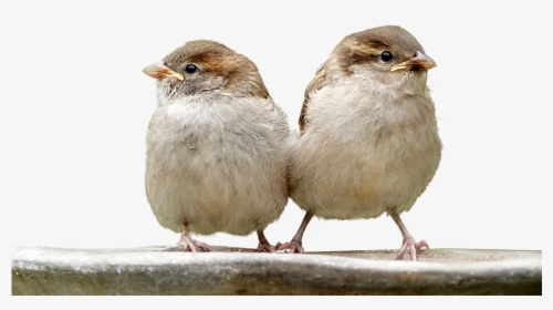 Sparrows, Birds, Isolated, Nature, Plumage, Animal - House Sparrow, HD Png Download, Transparent PNG