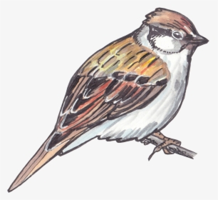 Sparrow Png Clipart - Sparrow Drawing, Transparent Png, Transparent PNG