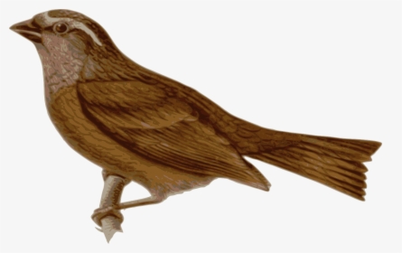 Burung Pipit Clipart, HD Png Download, Transparent PNG