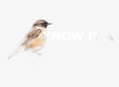 House Sparrow , Png Download - House Sparrow, Transparent Png, Transparent PNG