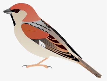 Somali Sparrow, HD Png Download, Transparent PNG