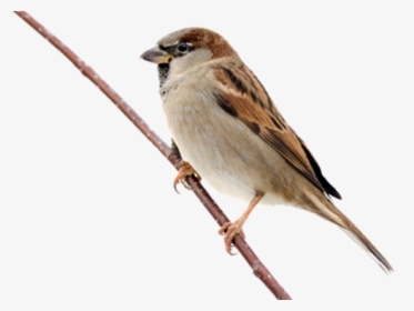 Sparrow Png Transparent Images - Maya Bird Clip Art, Png Download, Transparent PNG
