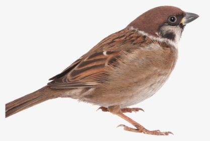 Sparrow Bird In Png, Transparent Png, Transparent PNG