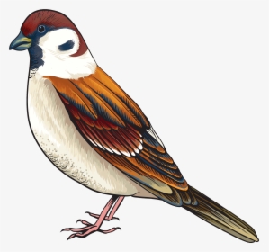 Bird Png Clipart, Transparent Png, Transparent PNG