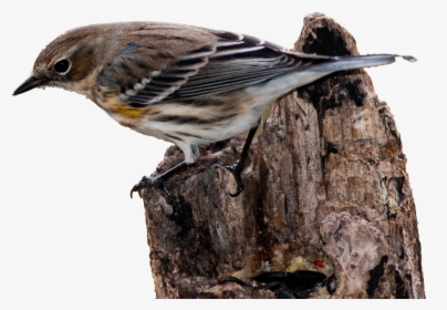 House Sparrow Bird Vertebrate New World Warbler - Pajaro Curruca, HD Png Download, Transparent PNG