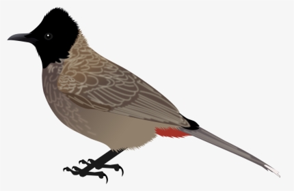 Bulbul Clipart Sparrow - Red Vented Bulbul Diagram, HD Png Download, Transparent PNG
