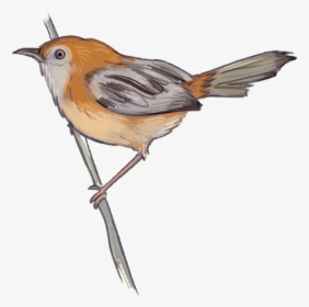Transparent Sparrow Png - European Robin, Png Download, Transparent PNG