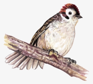 Sparrow, HD Png Download, Transparent PNG