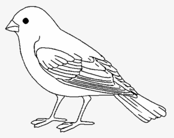 Finch, HD Png Download, Transparent PNG