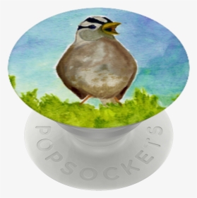 Sparrow Png, Transparent Png, Transparent PNG