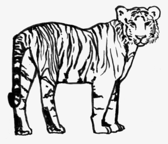 Siberian Tiger , Png Download - Black And White Tiger Png, Transparent Png, Transparent PNG