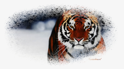 Desktop Backgrounds Of Animals, HD Png Download, Transparent PNG
