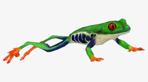 Frog3 - Red Eyed Tree Frog Png, Transparent Png, Transparent PNG