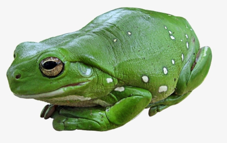 Green Tree Frog - High School Photoshop Projects, HD Png Download, Transparent PNG