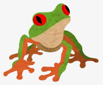 Amphibians Drawing Tree Frog - Red-eyed Tree Frog, HD Png Download, Transparent PNG