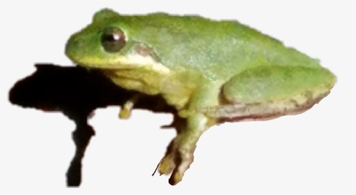 #treefrog #frog #shadowed - Green-eyed Tree Frog, HD Png Download, Transparent PNG