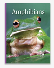 Shrub Frog, HD Png Download, Transparent PNG