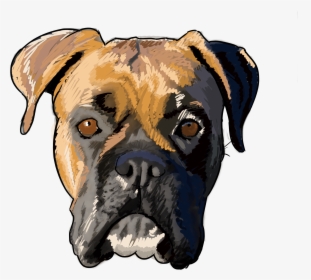 7 Why Are You A Boxer - Boxer Drawing Dog, HD Png Download, Transparent PNG
