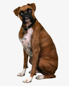 Dog Png - Boxer Dog Transparent Background, Png Download, Transparent PNG