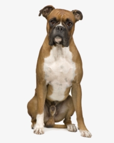 Boxer Hunde, HD Png Download, Transparent PNG