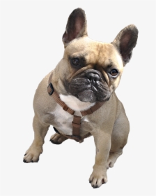 French Bulldog With Transparent Background, HD Png Download, Transparent PNG