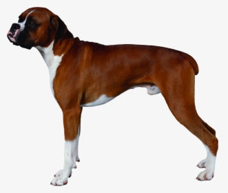 Dog Png - Transparent Background Boxer Dog Png, Png Download, Transparent PNG