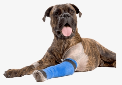 Dog Boxer Asc Bandage Arm852 - Injured Dog Png, Transparent Png, Transparent PNG