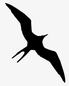 Transparent Bird Outline Png - Frigate Bird Silhouette, Png Download, Transparent PNG