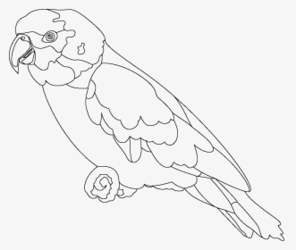 Australian Drawing Realistic - Parrot Outline, HD Png Download, Transparent PNG