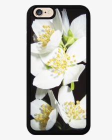 Jasmine Flowers Case - Burnet Rose, HD Png Download, Transparent PNG