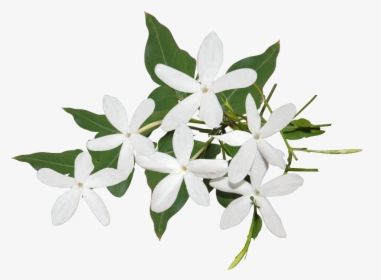 Best Jasmine Flower Png Ideas - Transparent Background Jasmine Flower Png, Png Download, Transparent PNG