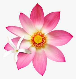 B15 Jslo - Natural Lotus Flowers Png, Transparent Png, Transparent PNG