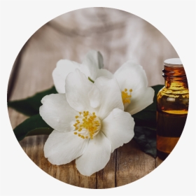 Jasmine Flowers Of Jasmine Oil, HD Png Download, Transparent PNG