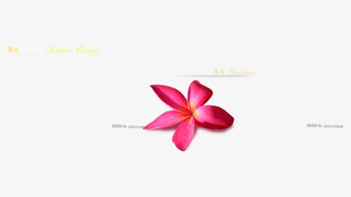 Transparent Jasmine Flower Png - Frangipani, Png Download, Transparent PNG
