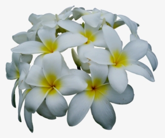 Jasmine Flower Png, Transparent Png, Transparent PNG