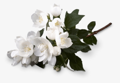 White Musk Flower Png, Transparent Png, Transparent PNG