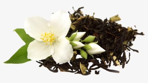 Jasmine Milk Tea Flower, HD Png Download, Transparent PNG