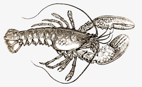 Lobster Black And White, HD Png Download, Transparent PNG