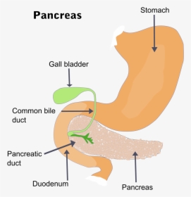 Pancreas Meaning In Gujarati, HD Png Download, Transparent PNG