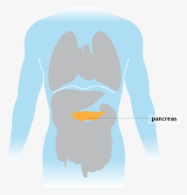 The Pancreas Situated In The Torso - Illustration, HD Png Download, Transparent PNG