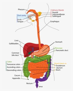 Pancreas Healing Herbs - Digestive System Diagram Cartoon, HD Png Download, Transparent PNG