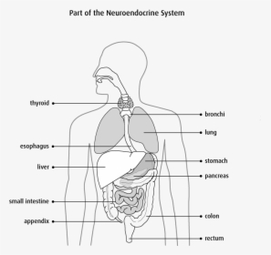 Gi Drawing Human Pancreas - Sketch, HD Png Download, Transparent PNG