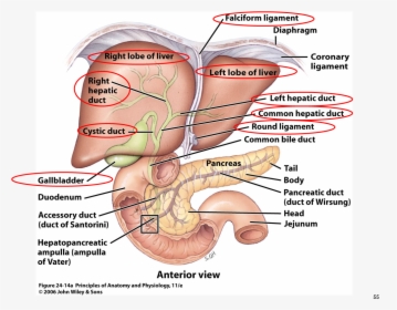 Png Anatomy Gallbladder Pancreas Google, Transparent Png, Transparent PNG