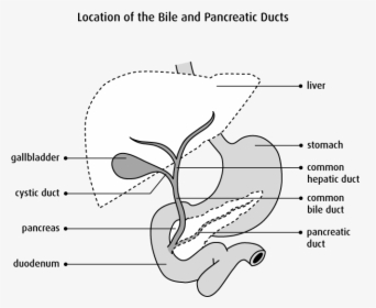 Digestive System Bile Duct, HD Png Download, Transparent PNG