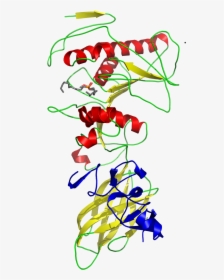 Pancreatic Lipase Colipase Complex With Inhibitor 1lpb - Tertiary Structure Of Lipase, HD Png Download, Transparent PNG