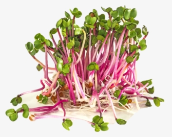 Pink Sprouts, HD Png Download, Transparent PNG