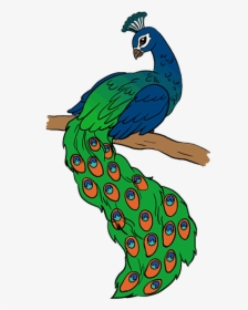 How To Draw Peacock, HD Png Download, Transparent PNG
