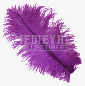 Drawing Feather Ostrich - Transparent Purple Feather, HD Png Download, Transparent PNG